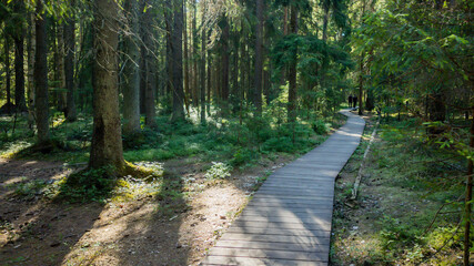 Obraz premium Scenic forest boardwalk inviting peaceful nature walks, suitable for environmental awareness and Earth Day celebrations