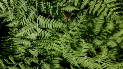 Lush green ferns in a dense forest highlight nature conservation and the importance of preserving biodiversity
