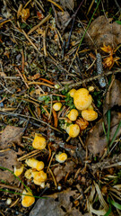 Yellow mushrooms sprouting among forest floor leaves and twigs, representing autumn foraging and the concept of wild edible fungi