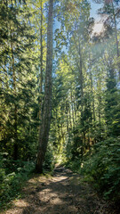 Fototapeta premium A serene forest trail under the sunlight, perfect for nature hikes and outdoor adventures on Earth Day