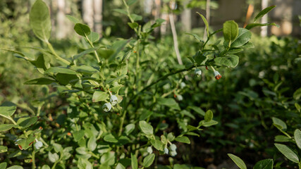 Close-up of lush green blueberry bushes with berries forming, symbolizing growth and nature in a summertime garden
