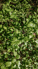 Close-up of thriving green leafy plants in a garden, ideal for concepts of natural growth, agriculture, and environmental awareness