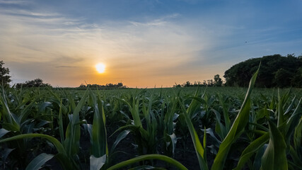 A serene sunset over a lush cornfield, emphasizing agricultural growth and harvest season