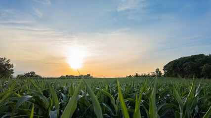 Sunrise over a lush green cornfield symbolizing agricultural growth and sustainable farming practices in a rural setting