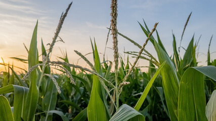 Naklejka premium Lush cornfield at sunrise depicting outdoor agriculture and food sustainability during harvest season