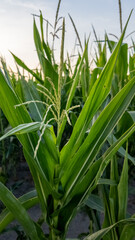 Close-up of green corn plants in a field at sunset, symbolizing sustainable agriculture and harvest season