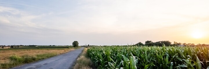 Sunset over a lush cornfield and country road, representing rural tranquility and sustainable agriculture during summer