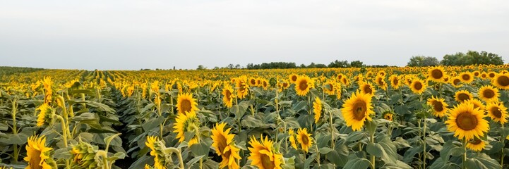 Obraz premium A vast field of blooming sunflowers under a clear sky, symbolizing summer, growth, and agricultural abundance