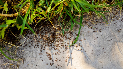 A colony of ants invades a concrete pathway near grass, highlighting a common summer pest problem