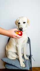 A Labrador Retriever seated calmly on a chair, being offered an apple, promoting healthy dog diet and nutrition