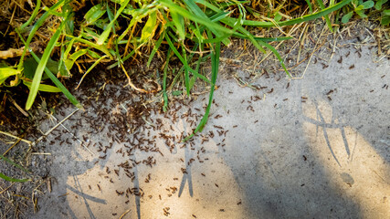 Ant invasion in a garden during summer, highlighting pest control and outdoor maintenance challenges