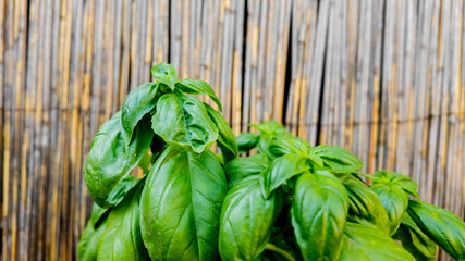 Fresh basil leaves thriving in a garden, representing organic gardening and herbal health benefits against a rustic wooden backdrop