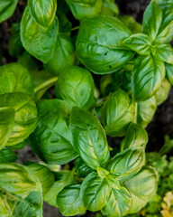 Close-up of fresh green basil leaves growing in a garden, ideal for concepts of organic gardening and Italian cuisine