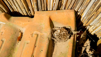 Small wasp nest on a weathered roof tile, highlighting summer pest control challenges and...