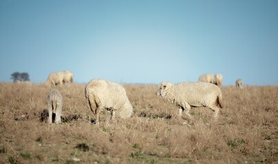 Merino Sheep and Lambs Grazing Together in a Sunlit Pastoral Field