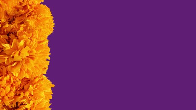Animaci&oacute;n de flores de cempas&uacute;chil con fondo morado 