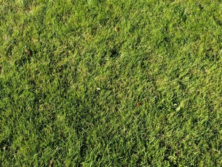 Texture of a short grassy lawn