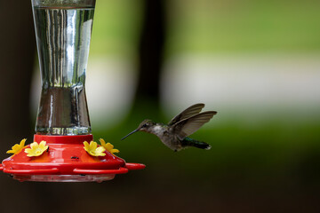 Obraz premium hummingbird feeding on feeder
