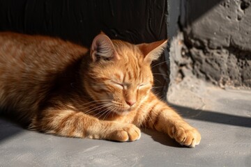 street red cat basking in the sun and copy space - generative ai. Beautiful simple AI generated image in 4K, unique.