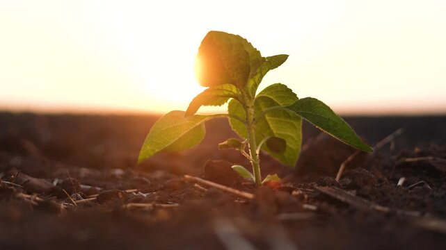 Green sprout growing in field soil at sunset. Sunrise concept with sunflower planting. Sunflowers sprouting in a field of farming. Sunflowers sprout lifestyle in green field in farmer.