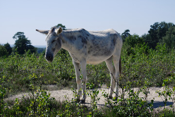 Grauweißer Esel in der Wahner Heide im Rheinland.
