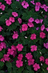 Background photo of bright blooming one-year-old pink flowers balsam ( impatiens). 