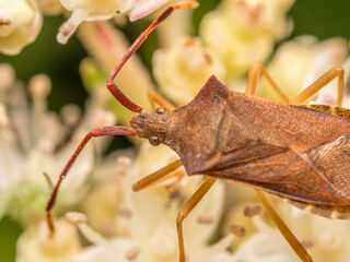 Box bug among garden flowers