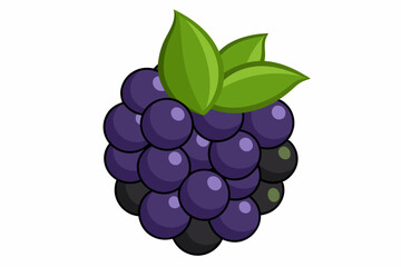 Blackberry on white background, vector illustration