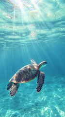 Obraz premium Underwater Serenity: A Majestic Sea Turtle Glides Through Luminously Clear Blue Waters, Sunbeams Dancing on its Ancient Shell
