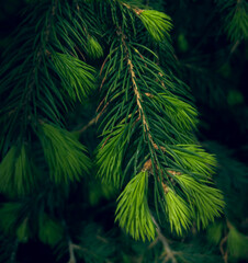 pine needles