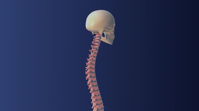Medical concept of the human vertebral column
