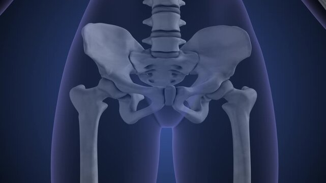 Medical concept of the human pelvis pain