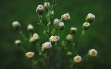 flowers in the grass