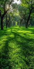 Obraz premium Lush green park with tall trees and vibrant lawn during golden hour
