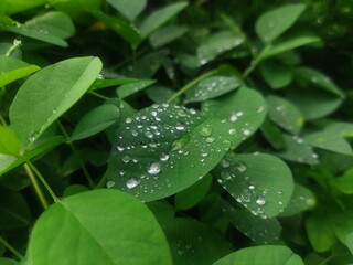 A close-up shot of green leaves on a vine, with a soft, blurred background. The image is perfect for nature, botanical, and gardening themes. 