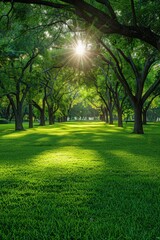 Fototapeta premium Lush green park with sunlight filtering through trees in early morning