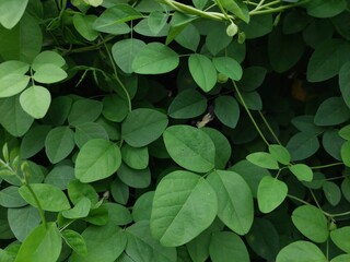 Lush Green Leaves Background, perfect for backgrounds or nature-themed designs.