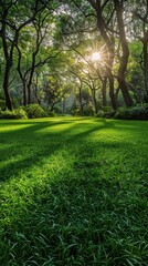 Fototapeta premium Sunlight filtering through trees over a lush green lawn in the park