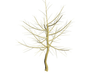 Obraz premium Dry tree branches isolated on white background