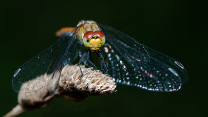 close up of a dragonfly
