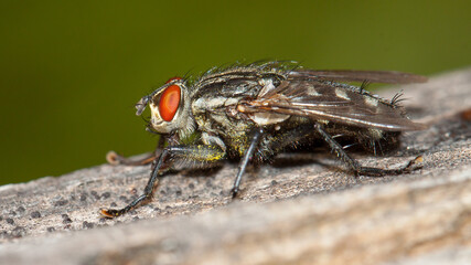 fly on leaf