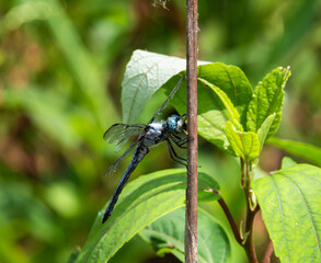 Dragonfly on stem