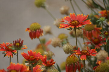 flowers on the street 