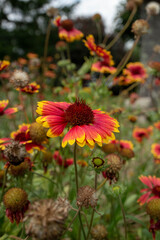 Gaillardes et vergerettes en fleur.