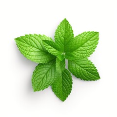 Mint Leaves Isolated on White Background