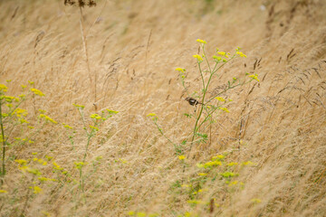a female stonechat (Saxicola rubicola) perched high on a meadow plant