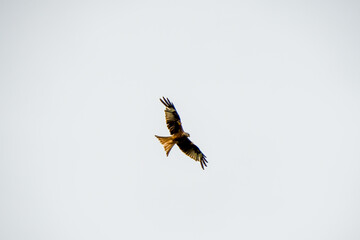 a wild red kite (Milvus milvus) in flight