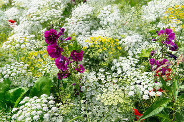 Obraz premium Wild fennel flowers in border