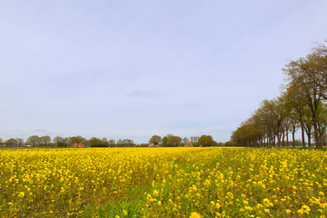 Obraz premium Rapeseed in Holland
