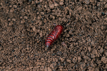 Red cocoon of a butterfly on the ground. The chrysalis of a moth closeup.
